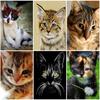 DIY 5D Diamond Painting Animal Full Round Cat Diamond Embroidery Art Rhinestone Picture Mosaic Decoration Gift Home Decor