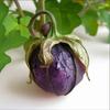 100 Purple Tomatillo Seeds