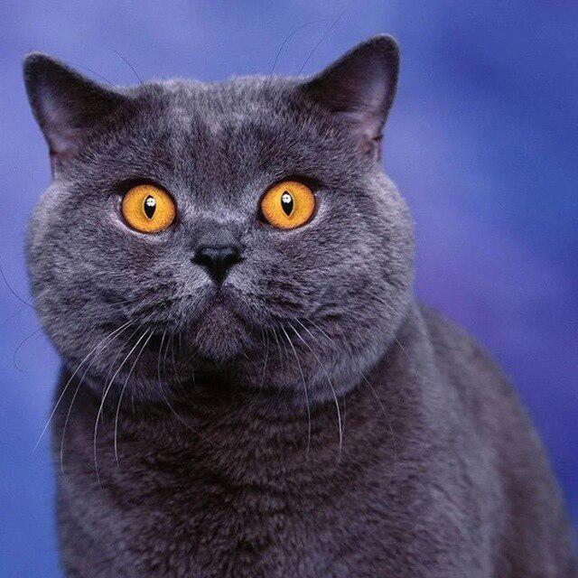 5D Алмазная картина Кошка Изгородь Листья Фрукты Животное Мозаика Круглая Полная Алмазная Вышивка Крестом