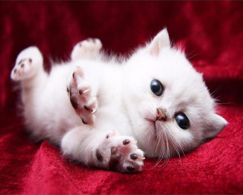 Набор для алмазной живописи Пейзаж Звезда Лев Лиса 5D DIY Алмазная вышивка животных Кролик Вышивка крестиком Фотографии Стразы Мозаика Настенное искусство