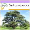 North African Atlas Cedar - 20 Seeds - Cedrus Atlantica