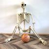 Realistic Full Body Human Bone Halloweens Props Flexible Joints Portable Plastic Indoor Outdoors Decoration