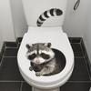 Yousheng Креативные 3D Наклейки на унитаз с выглядывающим енотом, Самоклеящаяся наклейка на сиденье унитаза, Водонепроницаемая ПВХ наклейка на бачок, Снимается и клеится, Енот