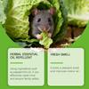 Масло перечной мяты — бытовое средство от грызунов и растительное масло для внутреннего применения, чтобы отпугивать грызунов.