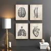 Human Anatomy Medical Anatomy Science Vintage Posters Art Canvas Print Medical Doctor Clinic Wall Decor Pictures Canvas Painting