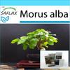Подарочный набор - Бонсай - Белая шелковица - 200 семян - С подарочной коробкой, карточкой, этикеткой и горшечным субстратом - Morus alba