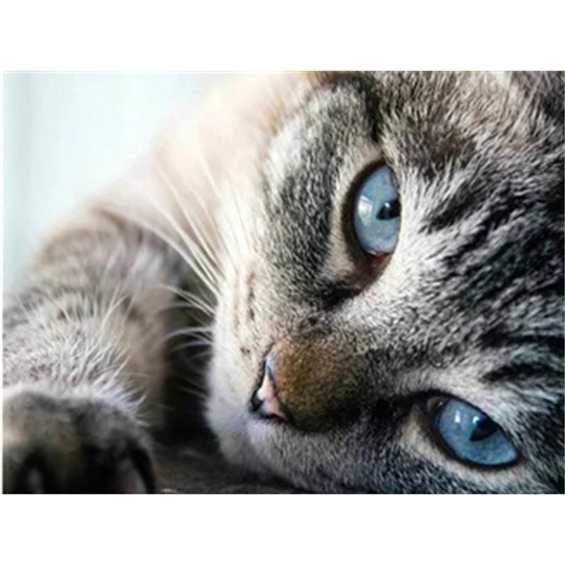 DIY Алмазная картина Котенок Набор для вышивки крестом Мозаичное искусство Алмазная картина Полный круг/квадрат Алмазное украшение для дома