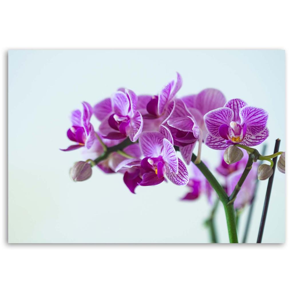 Canvas Print, Orchid Branch