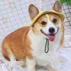 Corgi Sun Hat Pet Cap with Ear Holes Dog Sun Cap with Adjustable Neck Strap for Small And Medium Sized Pets Outdoor Sun Protection