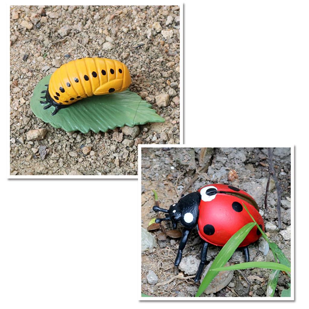 Учебные пособия по жизненному циклу животных для детей от 5 лет Божья коровка