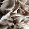 Oyster Mushroom Mycelium - Mushroom Growing Kit