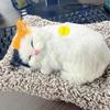 Плюшевая кошка для сна с бамбуковым углем - Мешочек для удаления запахов