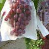 100pcs Semi Transparent Grape Protection Bags Waterproof Against Insect Pouch  Garden Tool