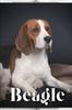 Книга Beagle : Dog Breed Overview and Guide