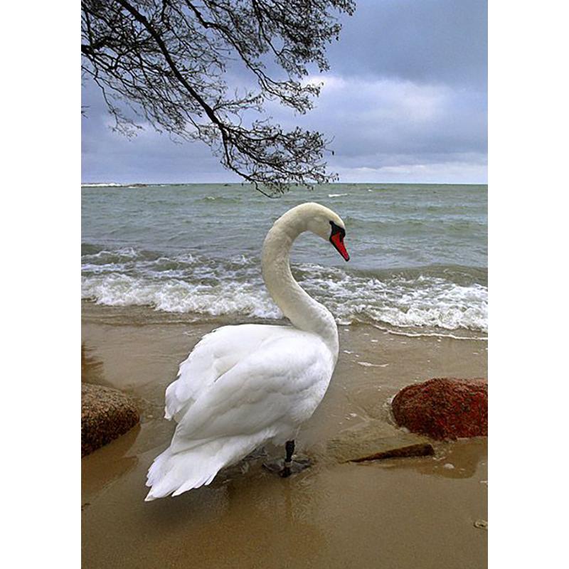 DIY Лебедь 5D алмазная живопись полная круглая дрель Алмазная вышивка животные стразы набор для вышивки крестом подарок домашний декор