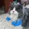 Смешной костюм супергероя для косплея с мускулистой рукой кота, шея и рука с мышцами, 3D-печатный реквизит для Хэллоуина, вечеринки по случаю дня рождения