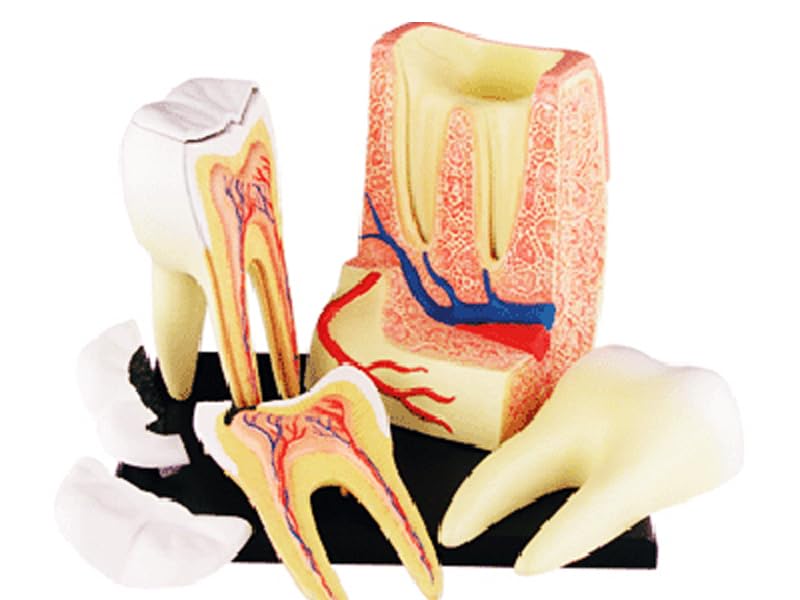 4D Пазл Анатомия человека, Модель трехкорневого моляра (6260013), Fame Master, 4D Master Развивающая игрушка, STEM