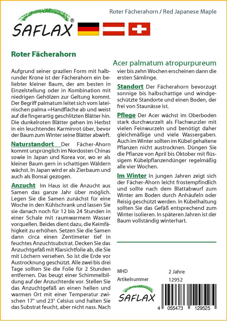 SAFLAX Клен японский красный - 20 семян - Acer palmatum