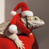 2pcs/set  Lizard Christmas Decorative Hat, Santa Claus Hat and Scarf, Christmas Clothes, Lizard Reptile Pet Decorative Hat