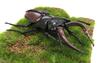 Free Research Series Living Creatures Stag Beetle Plastic Model No.22