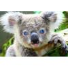 5D DIY алмазная живопись животное Коала горный хрусталь художественная картина полная круглая Алмазная вышивка подарок мозаика комплект для украшения дома