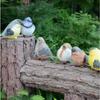6Pcs/Lot Adorable Resin Miniatures - Create A Charming Fairy Garden with These Lovely Bird Figurines Home Decoration Accessories