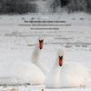 TTC Silent Anti-bacterial White Goose Feather Winter Quilt