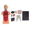 Игрушки-модели человеческого тела, образовательные профессиональные модели анатомии тела для детей от 6 лет и старше
