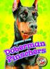 Книга Doberman Pinschers