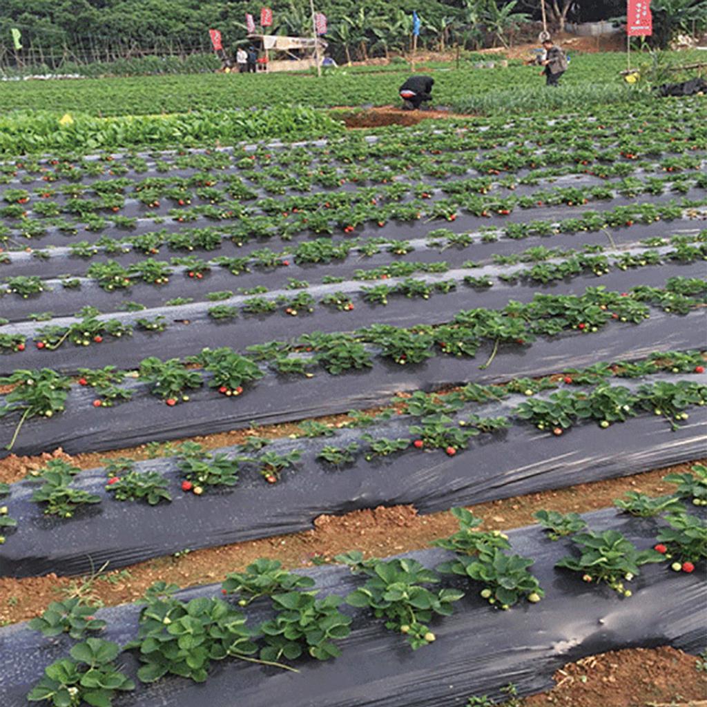 Пластиковая перфорированная мульча PE сельскохозяйственная изоляция перфорированная пленка