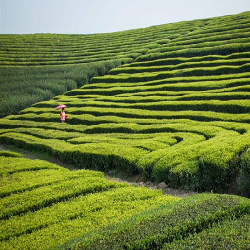 Premium Sweet-scented Osmanthus Flower Dried Fragrans Tea Fragrans Edible China