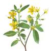 1500 St. John's Wort Seeds (hypericum Androsaemum) - Semi-Wild Permaculture