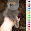 20 шт. - Мягкие колпачки для когтей для кошек + 1x Клей + 1x Аппликатор /* XS, S, M, L, колпачки, кошка, лапа, коготь, ztp */