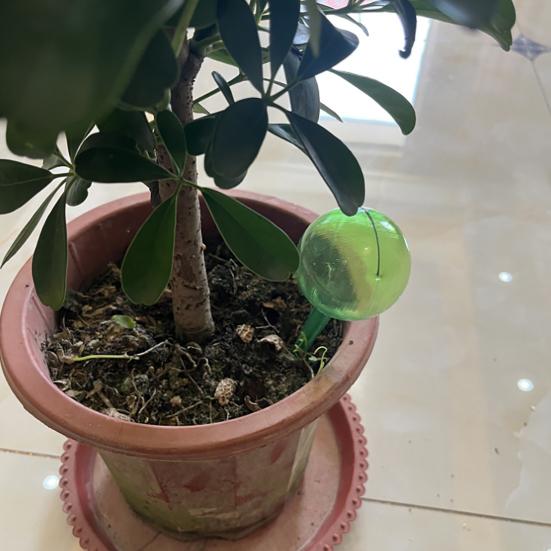 12 шт., прозрачные автоматические шарики для полива растений, простая установка, легкое заполнение, домашние и уличные растения, самостоятельные