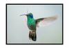 Picture Poster In a Frame 53x73 Cm Hummingbird P1064