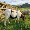 Adjustable Strap Livestock Anti Breeding Apron Breathable Anti Mating Apron  For Goats Sheep