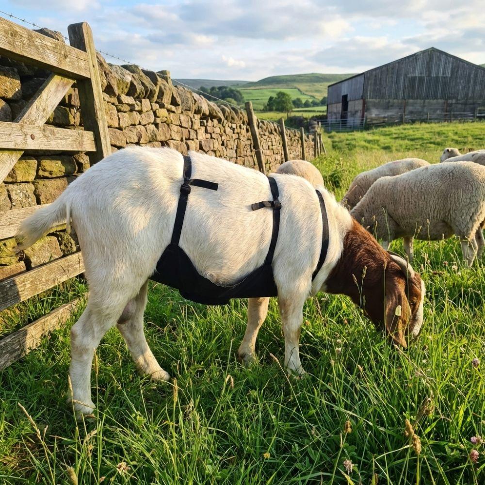 Adjustable Strap Livestock Anti Breeding Apron Breathable Anti Mating Apron  For Goats Sheep