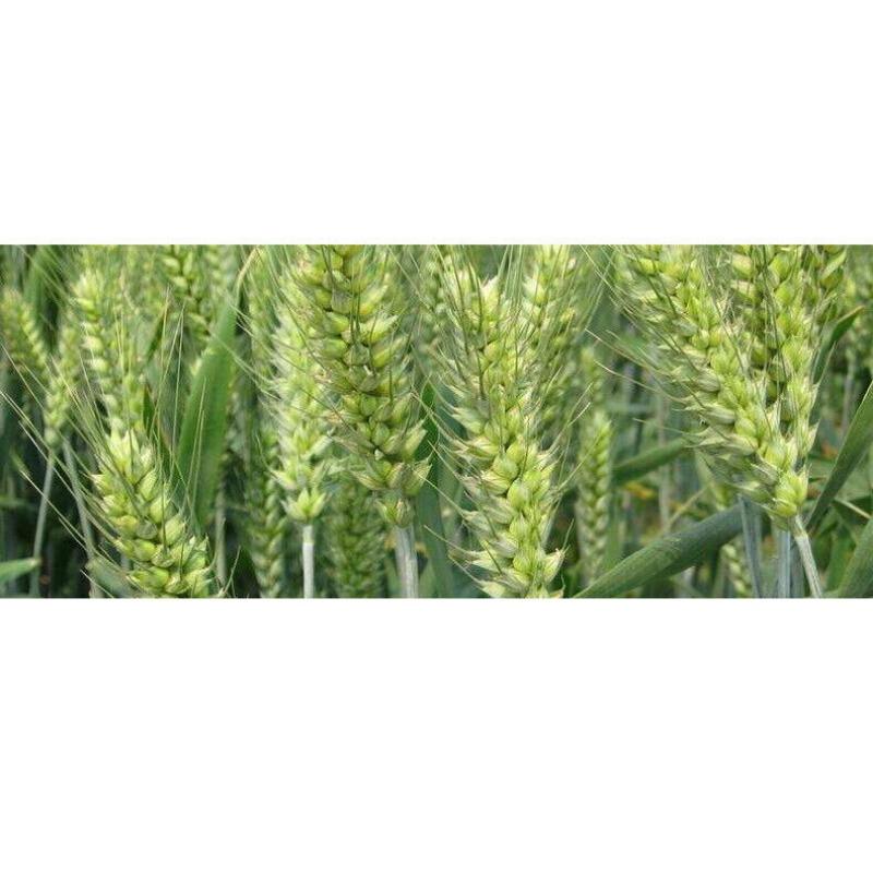 Зрелая пшеничная мука, зерновой порошок, заменитель еды, 500 г