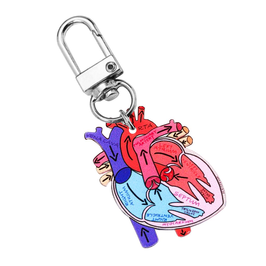 Human Heart Diagram Keychain Detailed Heart Keychain Accessory for Teaching Anatomy To Adults and Children