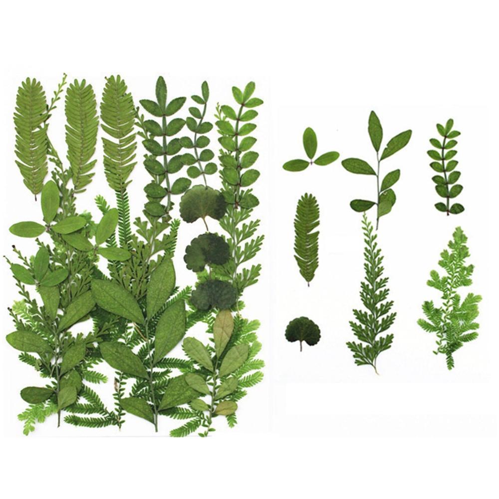 Accessories for Art Craft dried flowers resin accessory Artificial Decorations Dried Pressed Leaves