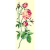 Antique Canvas Rose 25x60cm