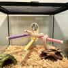 Anti Slip Bird Standing Perch Toy Suction Cup Reptile Climbing Rack  Birdcage Accessory