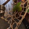 Khaki Parrot Climbing Net 40*40cm Parrot Rope Net High Quality Bird Hammock  Parrot Climbing