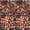 Stunning Natural Madagascar Banded Agate Crystal Stone For Healing And Ornamentation