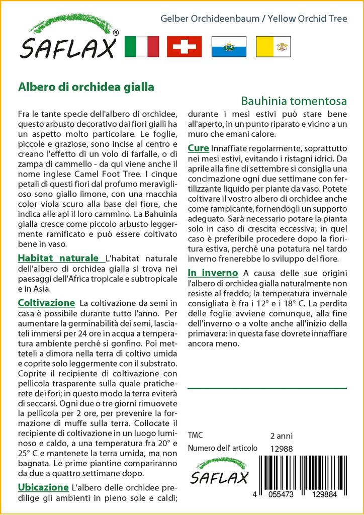 SAFLAX Желтая орхидея - 30 семян - Bauhinia tomentosa