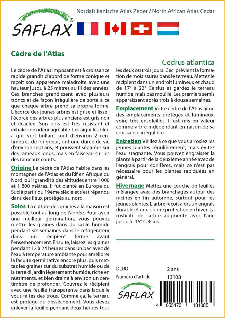 SAFLAX Североафриканский атласский кедр - 20 семян - Cedrus atlantica