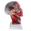 Sagittal Plane 1:1 Human Head Skeleton with Neck Vessel Nerve Arteries Veins Model Lab Supplies