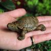 Miniature Tortoise DIY Handmade Resin Fairy Garden Figurine for Gift