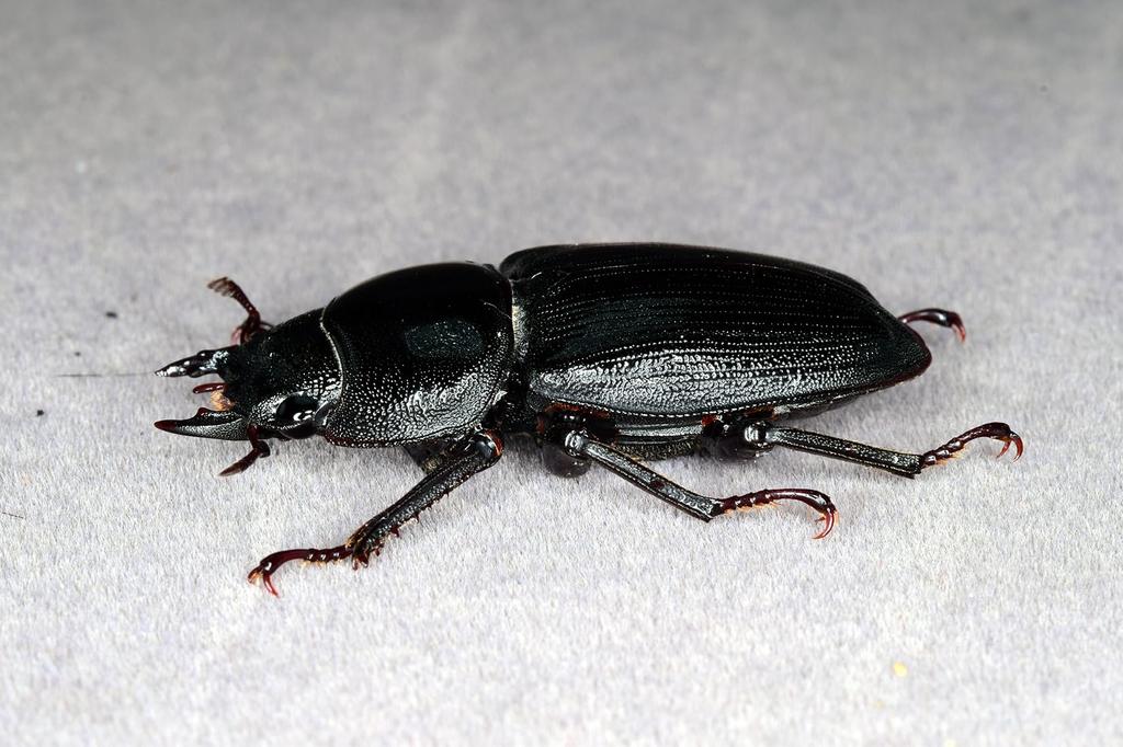 BACALYSO Фигурки жука-оленя Nirvana Hopei, самец и самка, крепление на холодильник, магнитное украшение, реалистичные взрослые особи, иллюстрированный справочник, дикий