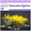 Tiger Jaw - 40 семян - Faucaria tigrina